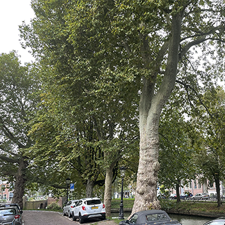 150 jaar platanen Begijnekade - Buurtbomenborrel 1 oktober
